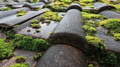 traitement anti-mousse mousse sur toiture